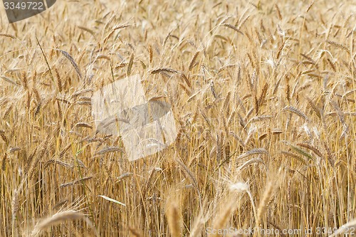 Image of ripened cereals 