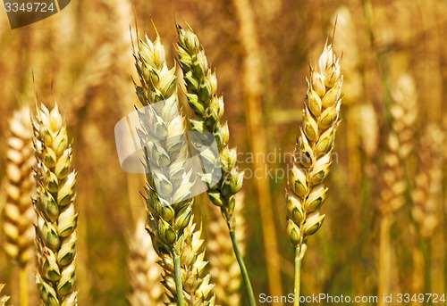 Image of turning green rye  