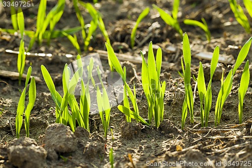 Image of wheat sprouts  