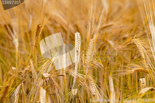 Image of mature cereals 