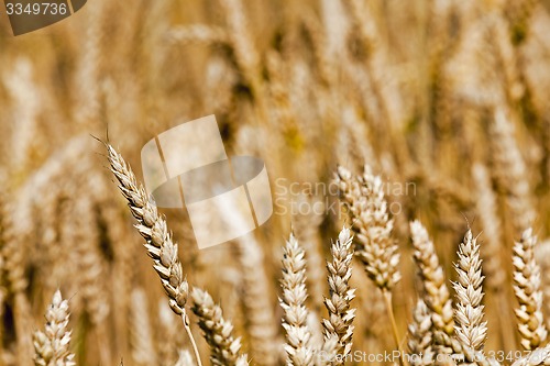 Image of ripened cereals  