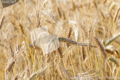 Image of ripened cereals  