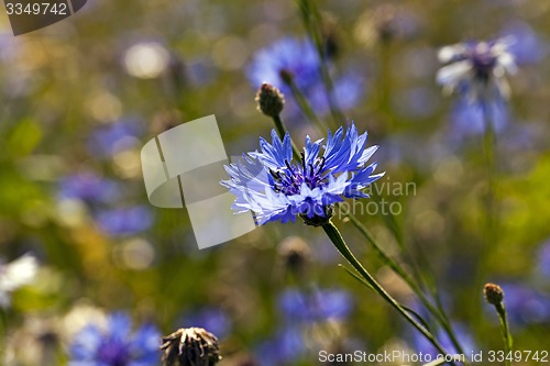 Image of cornflowers  