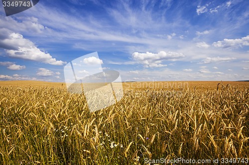 Image of unripe cereals 