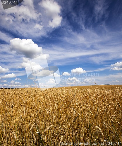 Image of gold rye 