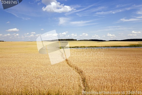 Image of footpath in the field  