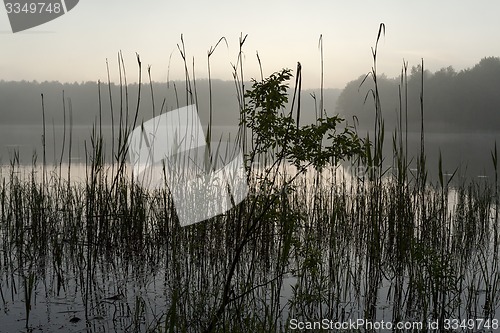Image of canes. lake