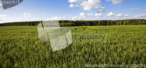 Image of green oats  