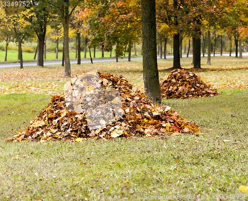 Image of the fallen-down foliage  