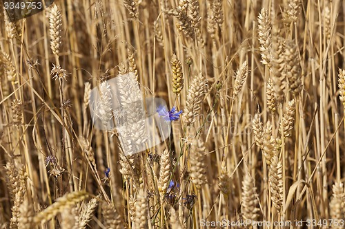 Image of ripened cereals 