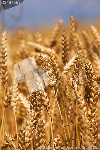 Image of cereals  