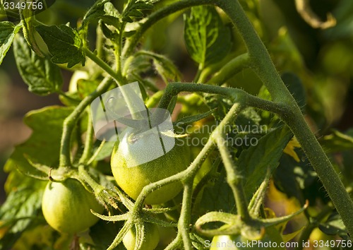 Image of green tomato  