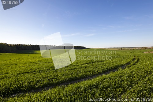 Image of unripe cereals  