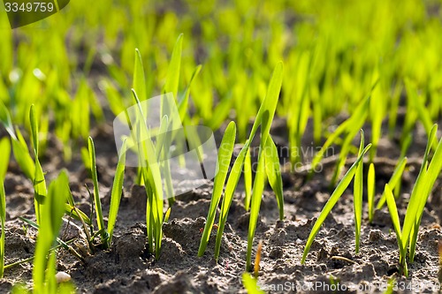 Image of wheat sprouts  