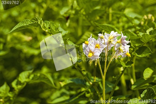 Image of potato field  