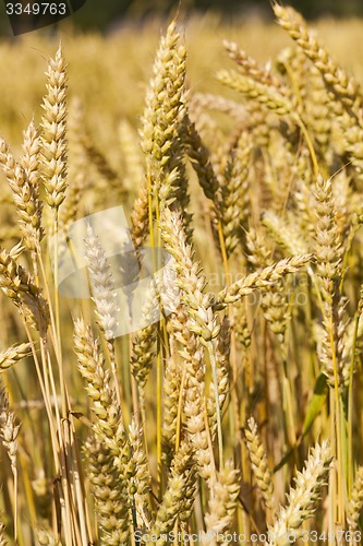 Image of ripened cereals  