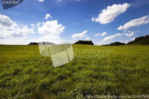 Image of unripe cereals  