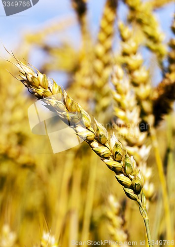 Image of ripened cereals  