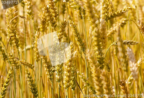 Image of ripened cereals  