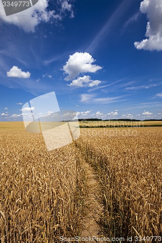 Image of footpath in the field  