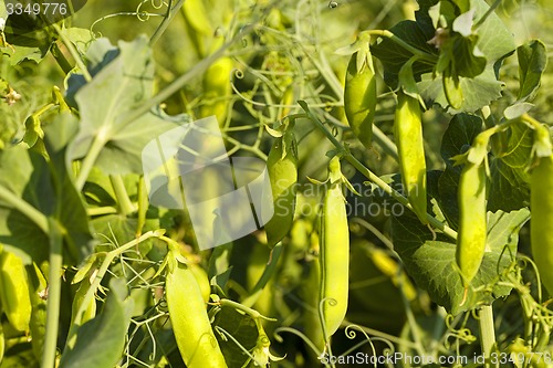 Image of peas sprouts  