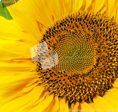 Image of yellow sunflower  