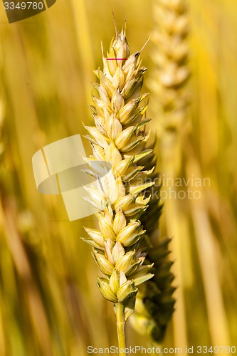 Image of ripened cereals  