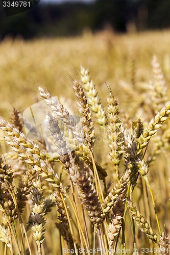 Image of ripened cereals  