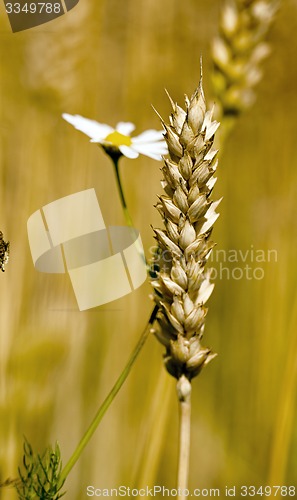 Image of cereals  