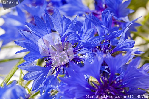 Image of cornflower  