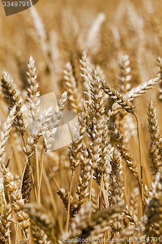 Image of ripened cereals  