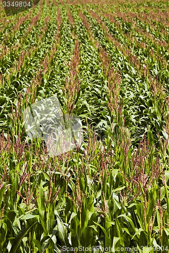 Image of corn field  