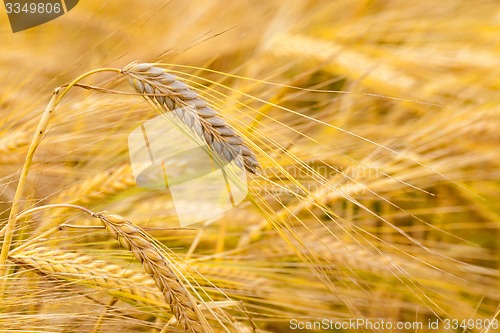 Image of mature cereals 