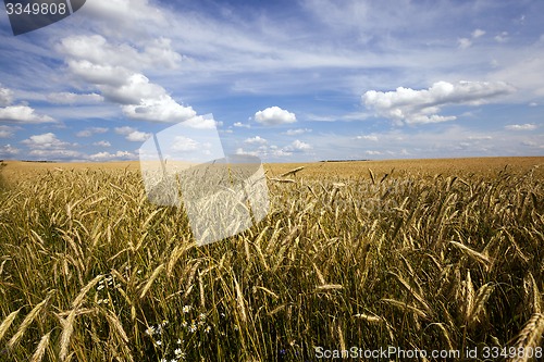 Image of unripe cereals  