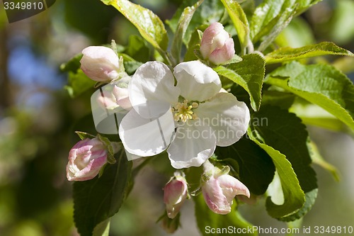 Image of the blossoming tree  