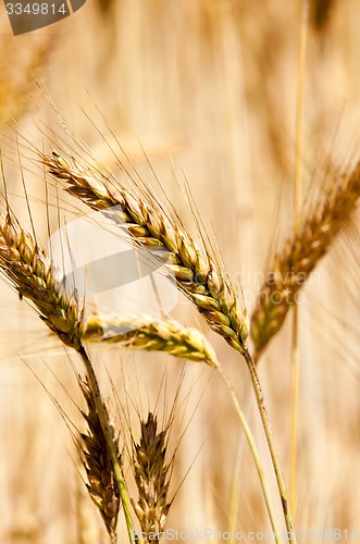 Image of ripened cereals  