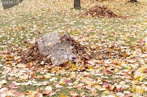 Image of foliage of trees  