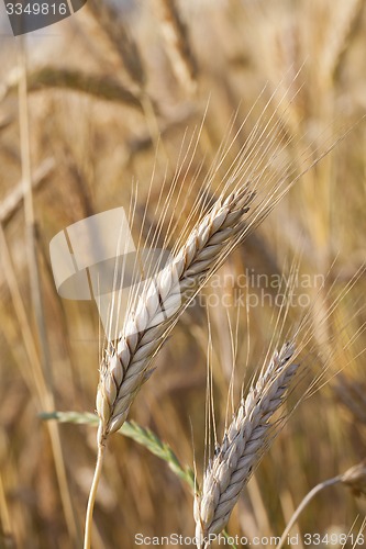 Image of ripened cereals  