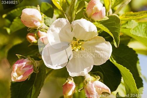 Image of apple-tree flower  