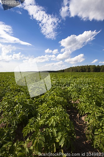 Image of potato field  