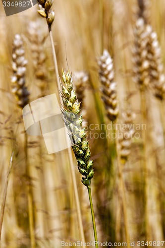 Image of cereals  