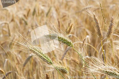 Image of ripened cereals  