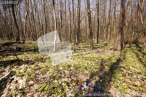 Image of spring wood  