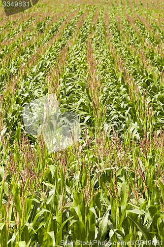 Image of corn field  