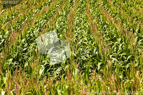 Image of green corn  