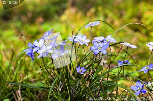 Image of spring flowers  