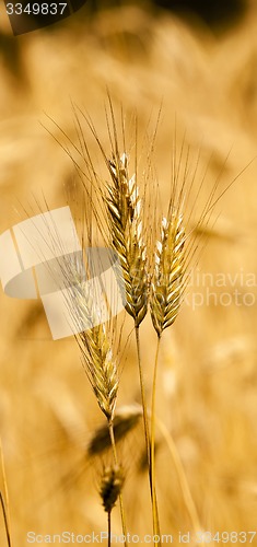 Image of wheat ears  