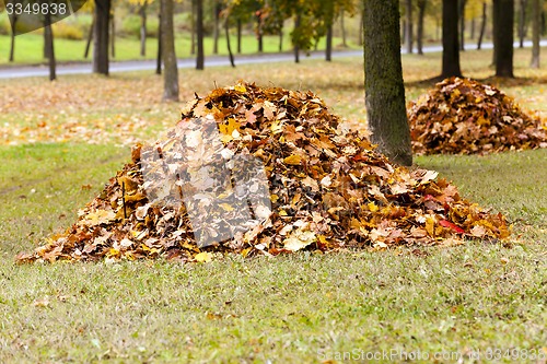 Image of the fallen-down foliage  