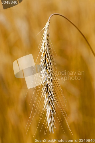 Image of ripened cereals  