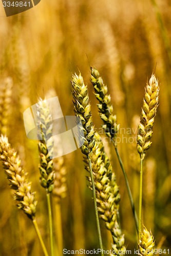 Image of cereals  